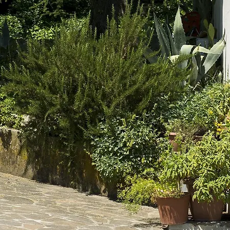 Moni Pesaro